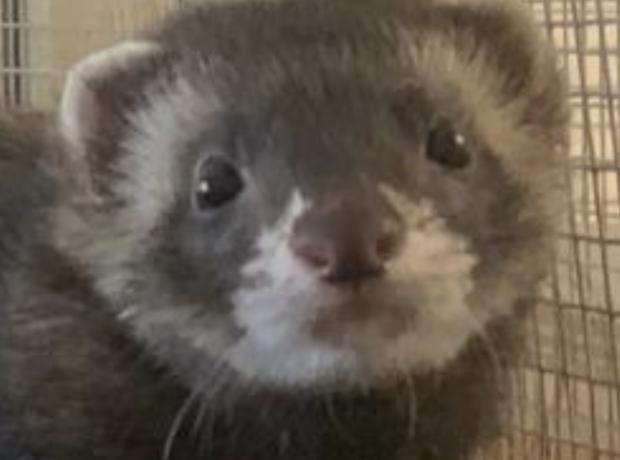 Dalmatian ferret sales